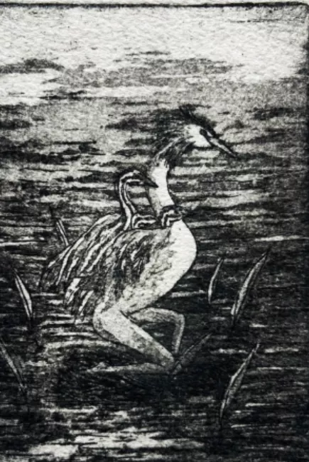 Tina Schwzigebel-Wang, Série "La faune du Léman" Grèbes Huppés, gravure à l'aquatinte, 2025