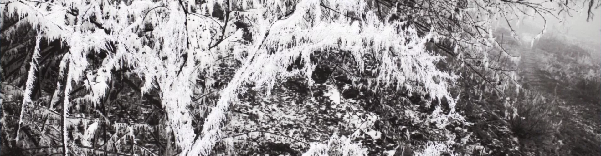 Tableau de l'artiste Liliana Gassiot, représentant une fresque  végétale en noir et blanc